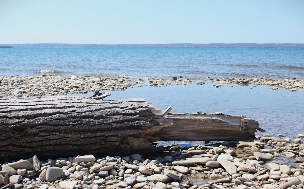 a log laying on top of a rocky beach