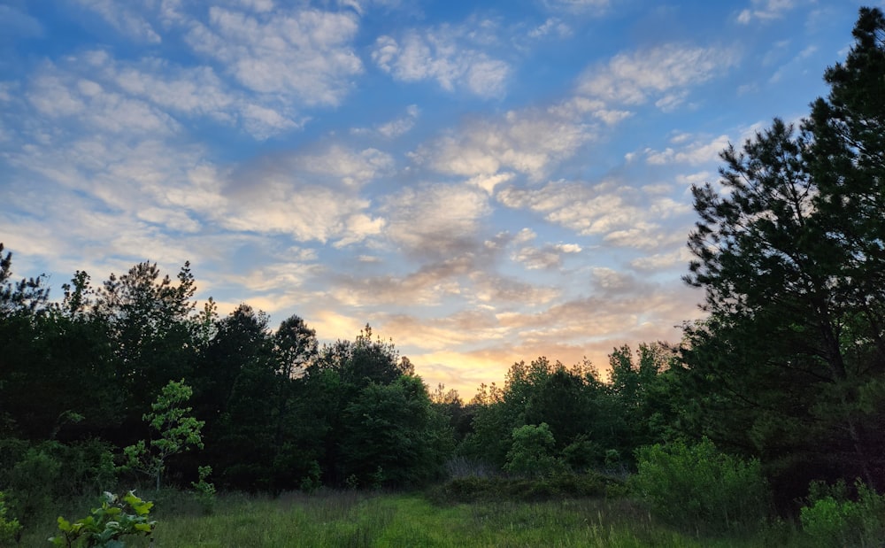 a field with trees and grass under a cloudy sky