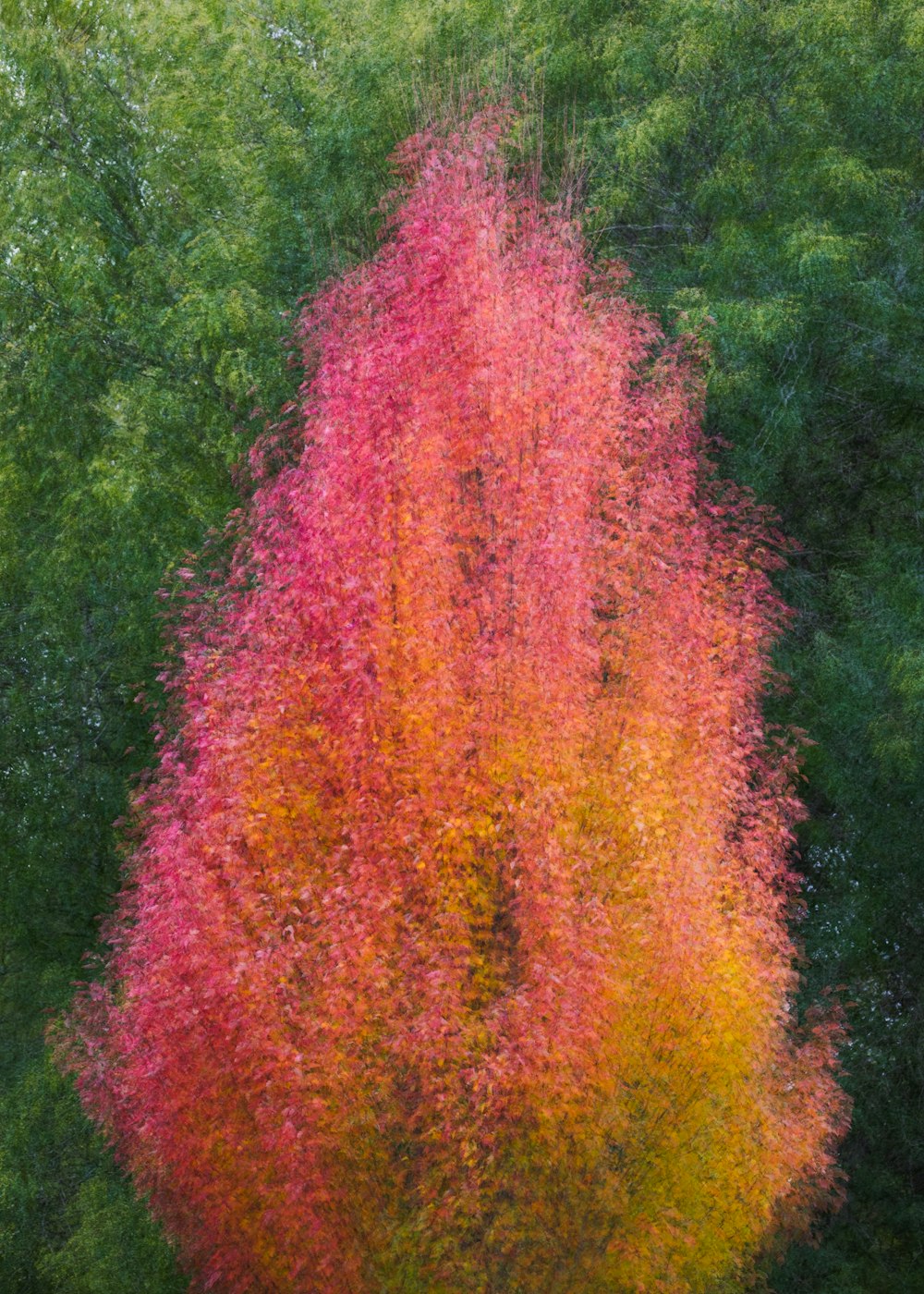 a colorful tree in the middle of a field