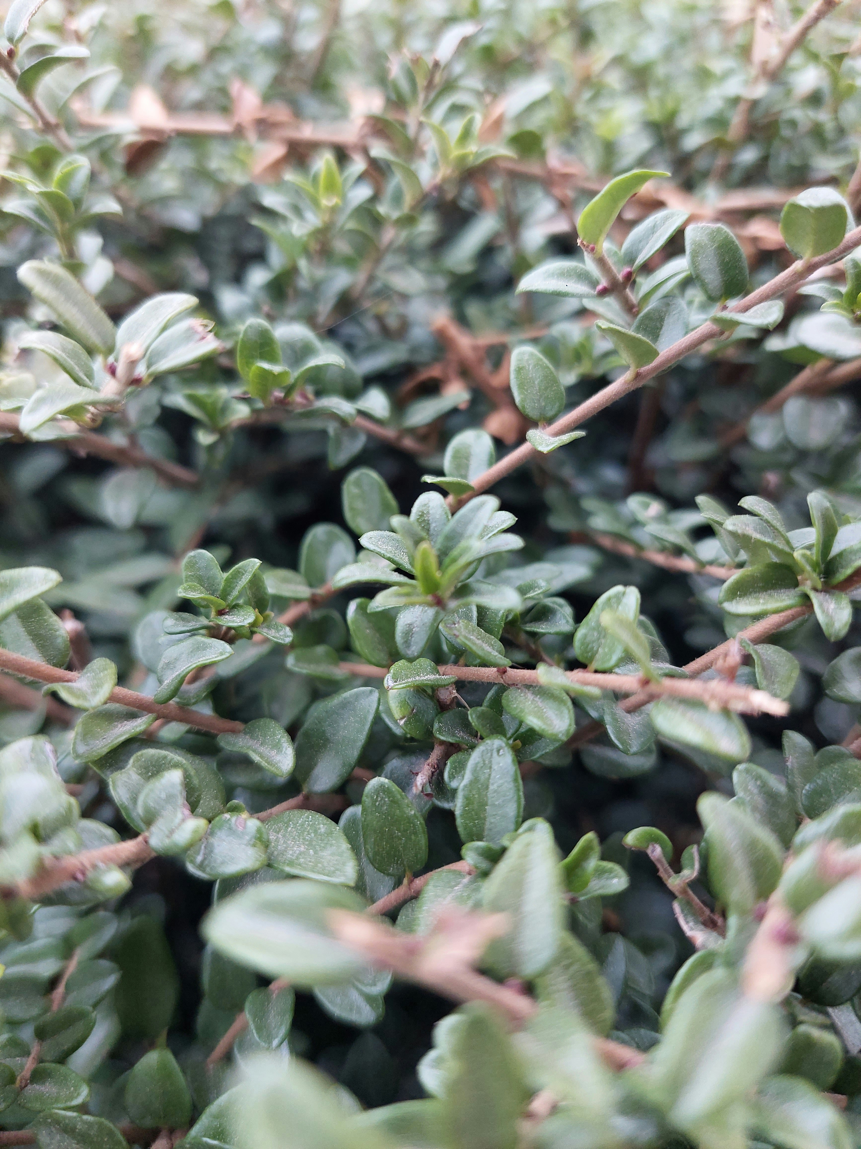 Photo by desislava_ivanova