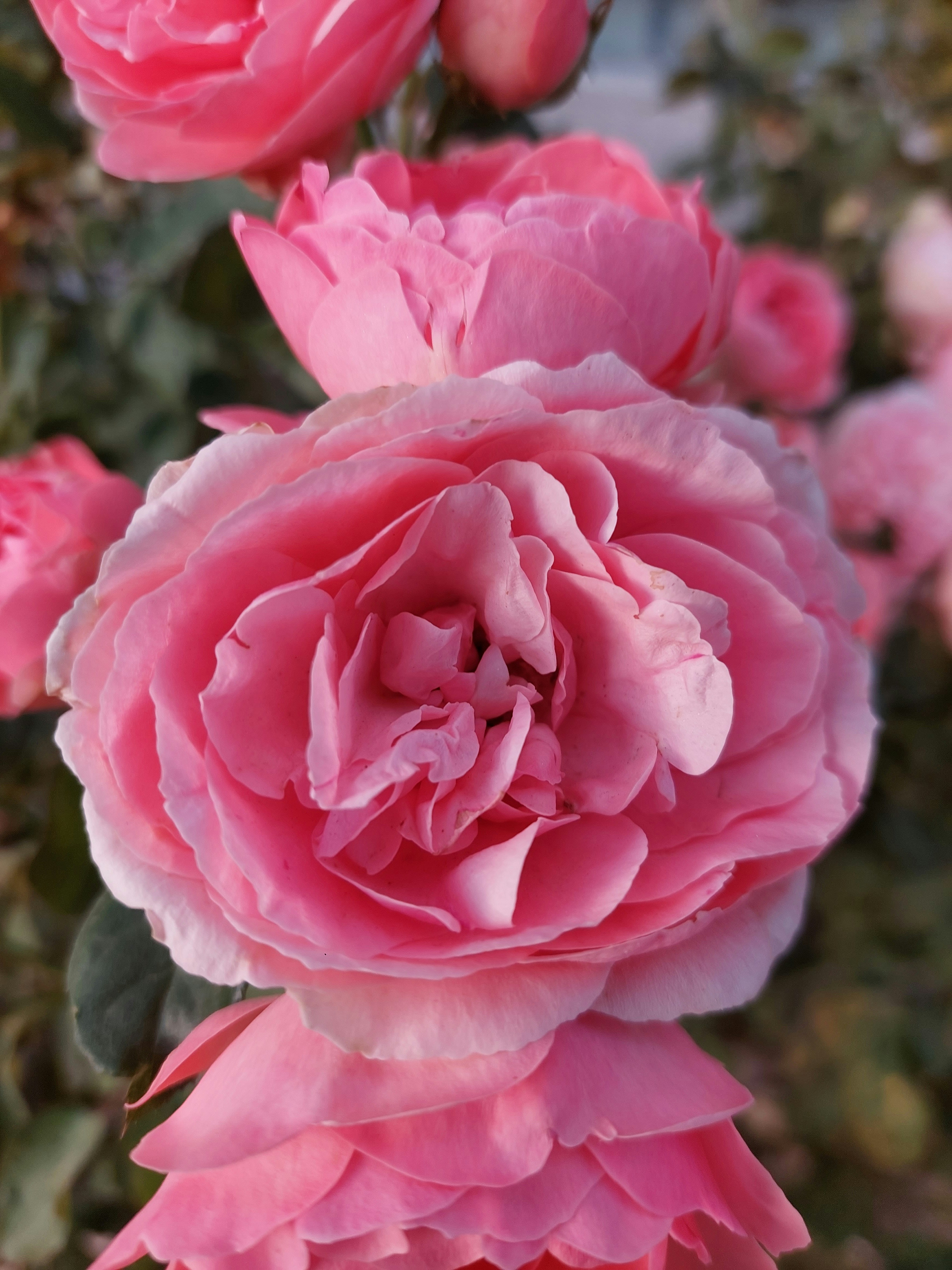 Photo by desislava_ivanova