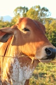 A close-up of a farmer tending to livestock in a sunny pasture.
