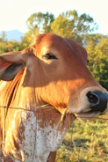 Close-up of healthy cattle with shiny coats on a sunny day.