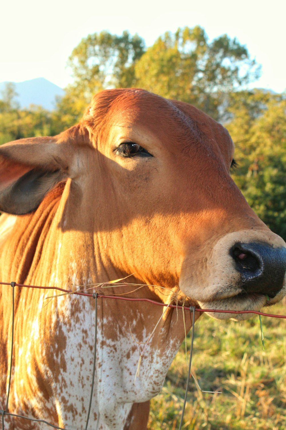 a brown and white cow standing next to a wire fence