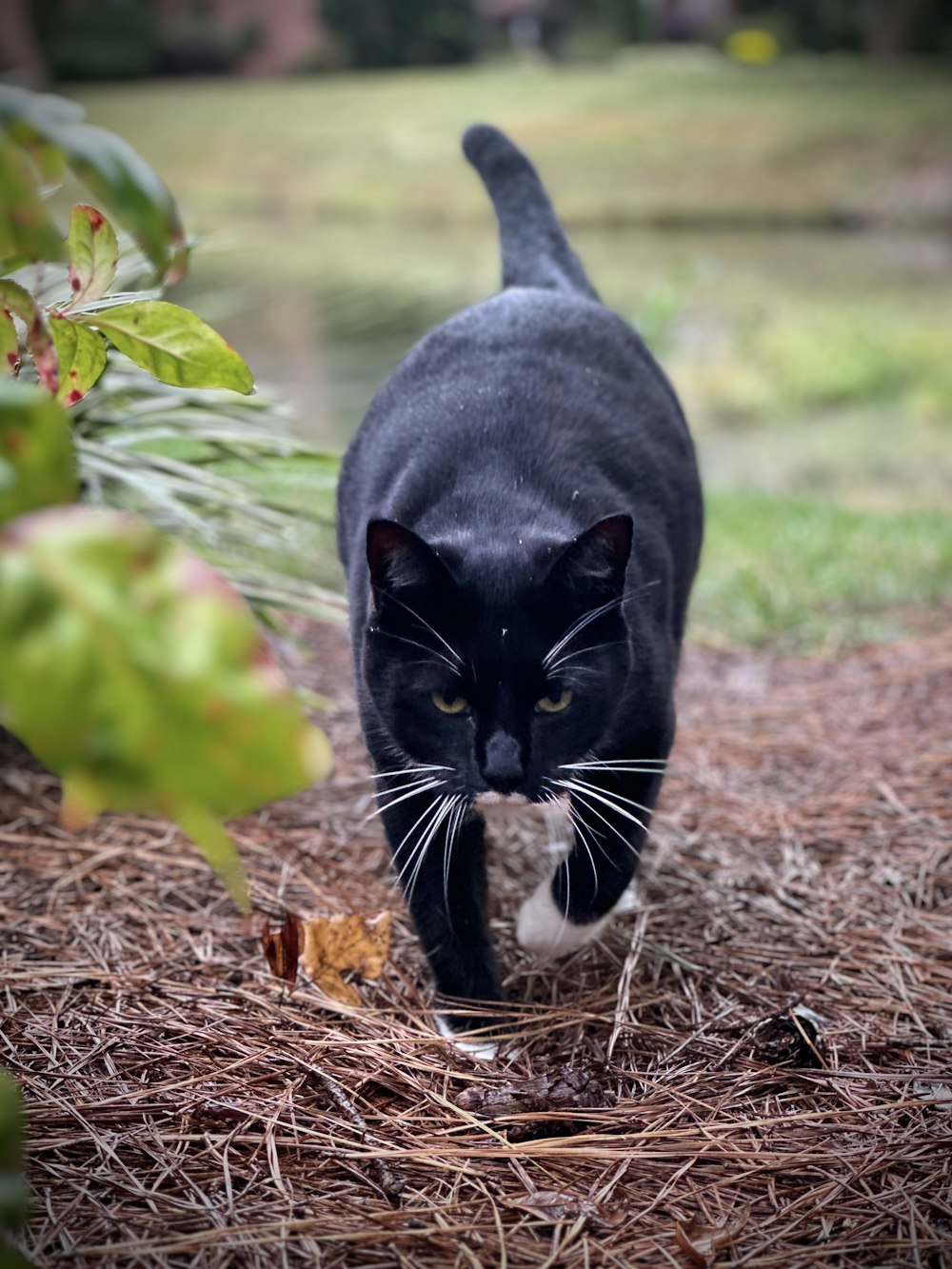 eine schwarz-weiße Katze, die im Gras spazieren geht