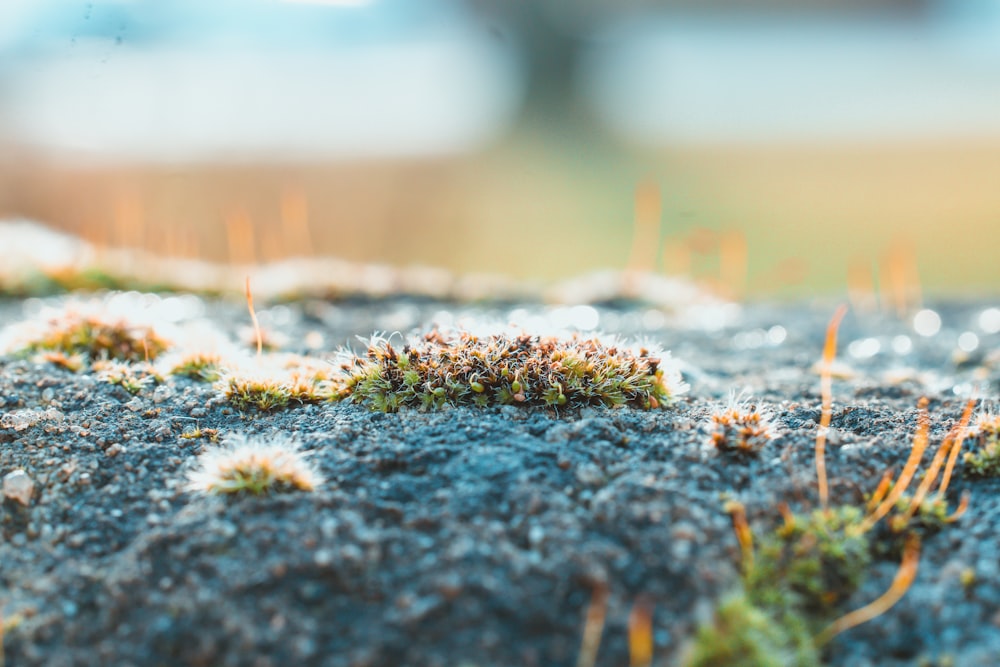 a close up of moss growing on the ground