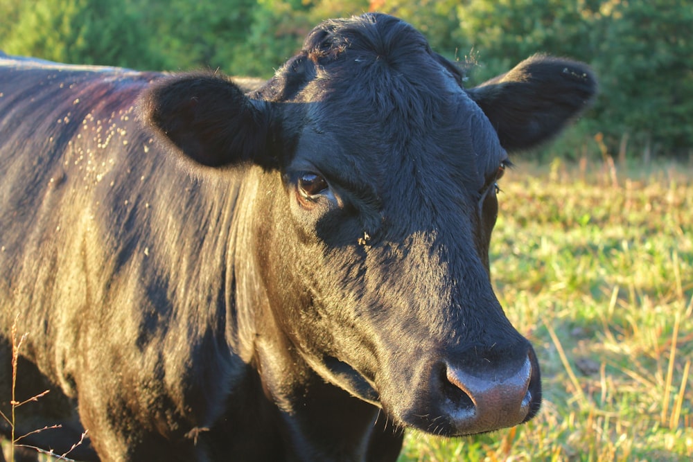a close up of a black cow in a field