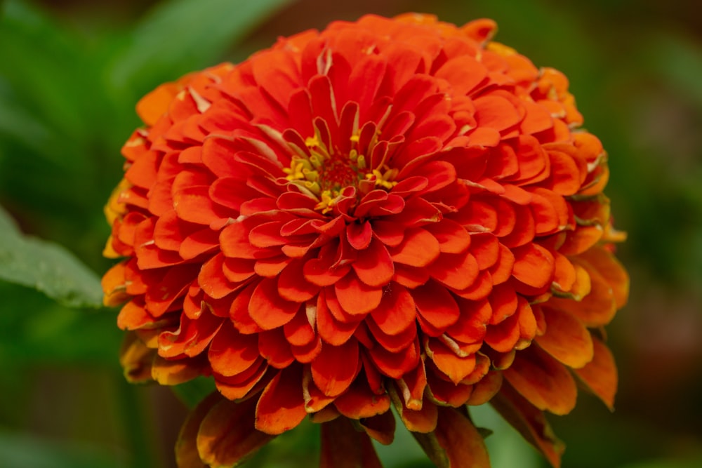 a close up of an orange flower with green leaves
