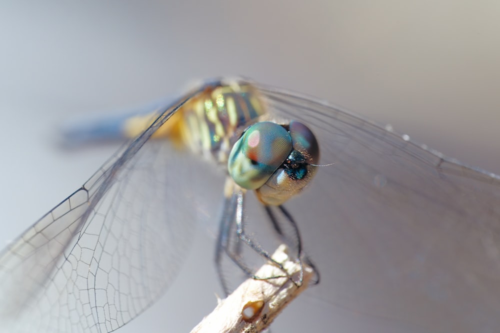 a close up of a dragonfly on a stick