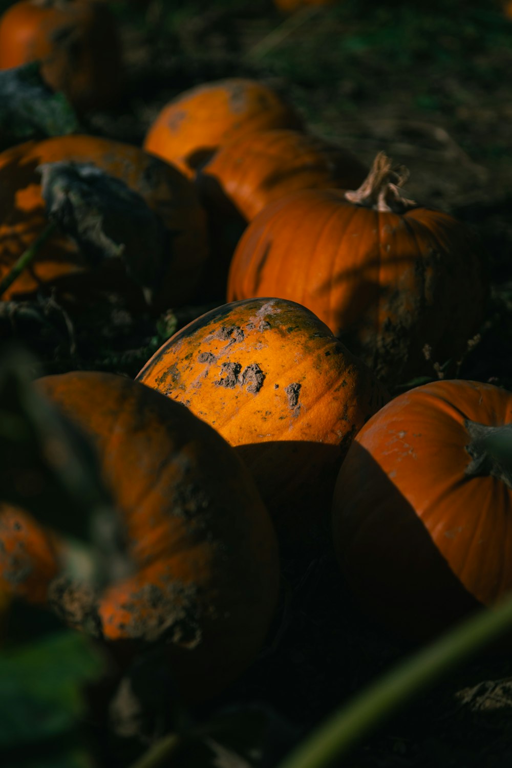a group of pumpkins sitting on the ground