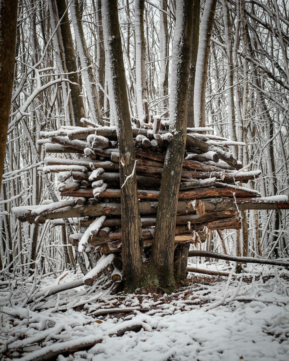 a pile of logs sitting in the middle of a forest