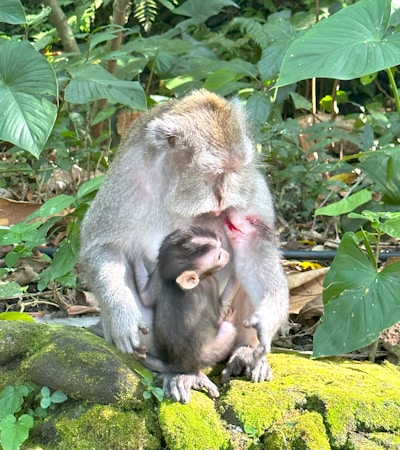 A mother monkey is sitting on a moss-covered stone in a dense jungle holding her baby. The mother has an injury with visible red blood on her chest while the baby appears to be nursing. The background is filled with green foliage and trees.