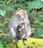 A mother monkey is sitting on a moss-covered stone in a dense jungle holding her baby. The mother has an injury with visible red blood on her chest while the baby appears to be nursing. The background is filled with green foliage and trees.