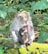 A mother monkey is sitting on a moss-covered stone in a dense jungle holding her baby. The mother has an injury with visible red blood on her chest while the baby appears to be nursing. The background is filled with green foliage and trees.