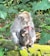 A mother monkey is sitting on a moss-covered stone in a dense jungle holding her baby. The mother has an injury with visible red blood on her chest while the baby appears to be nursing. The background is filled with green foliage and trees.