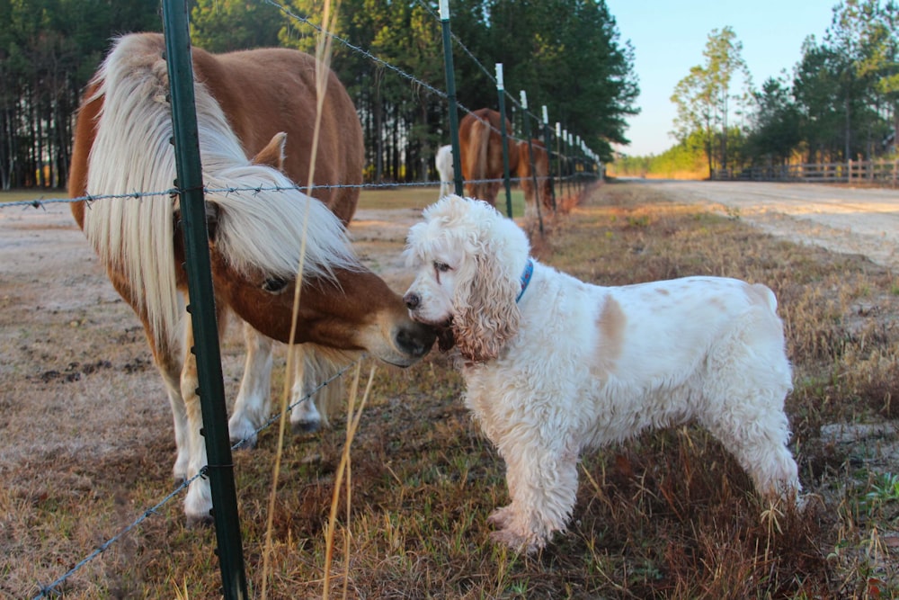 a white dog and a brown and white horse in a field