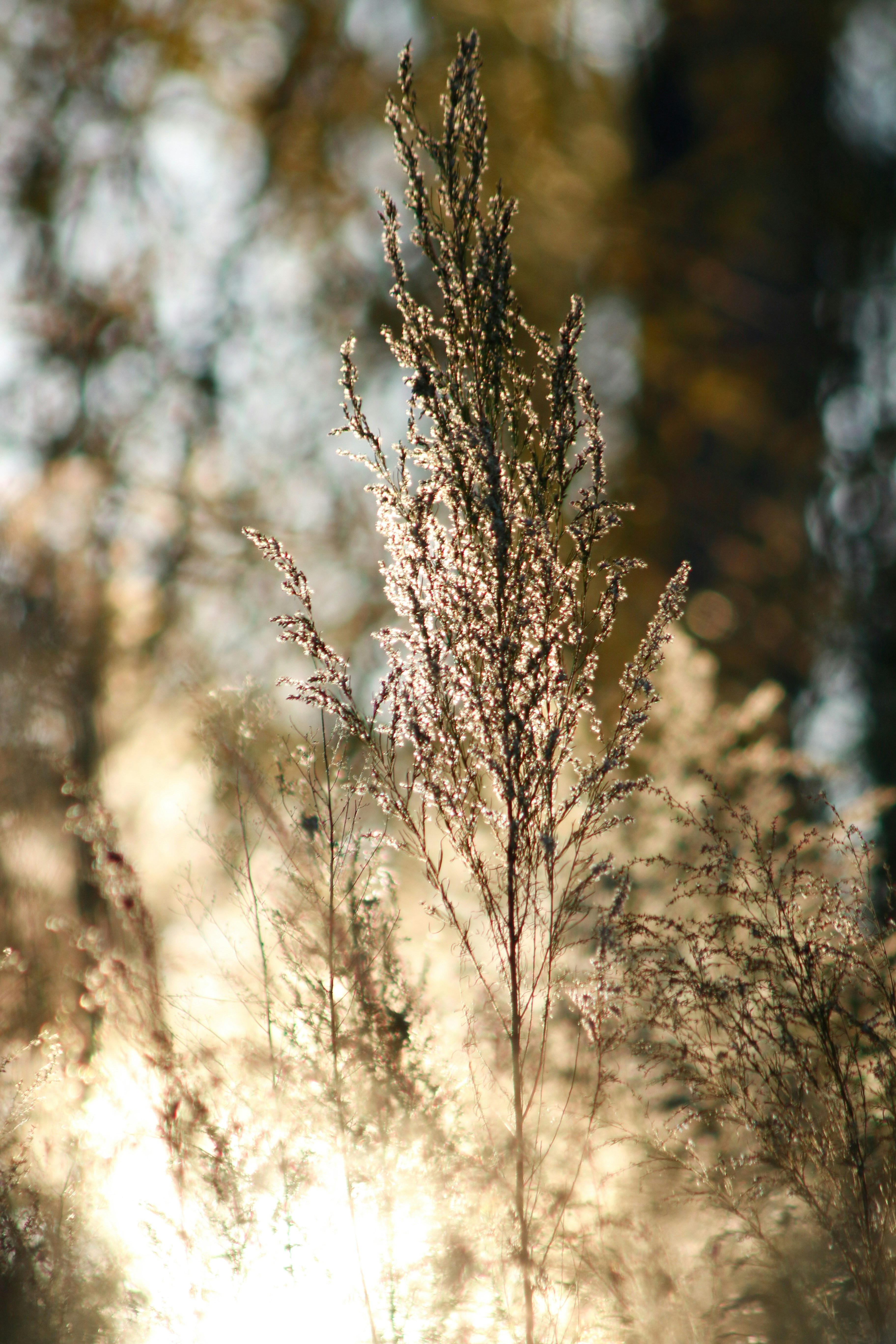 Un primer plano de una planta con un fondo borroso