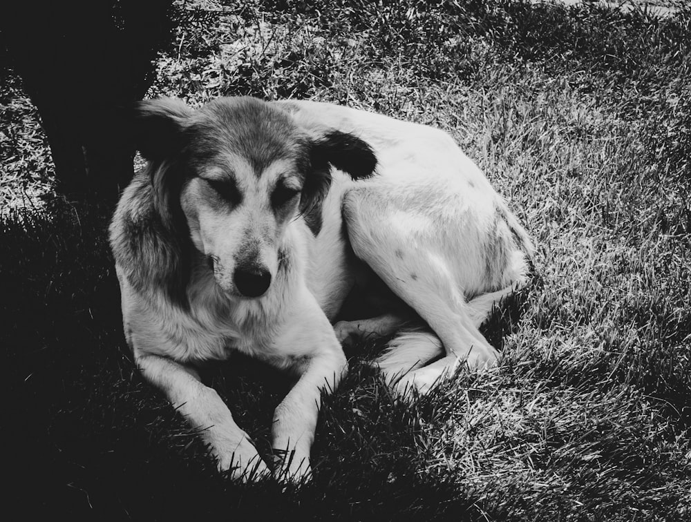 a black and white photo of a dog laying in the grass