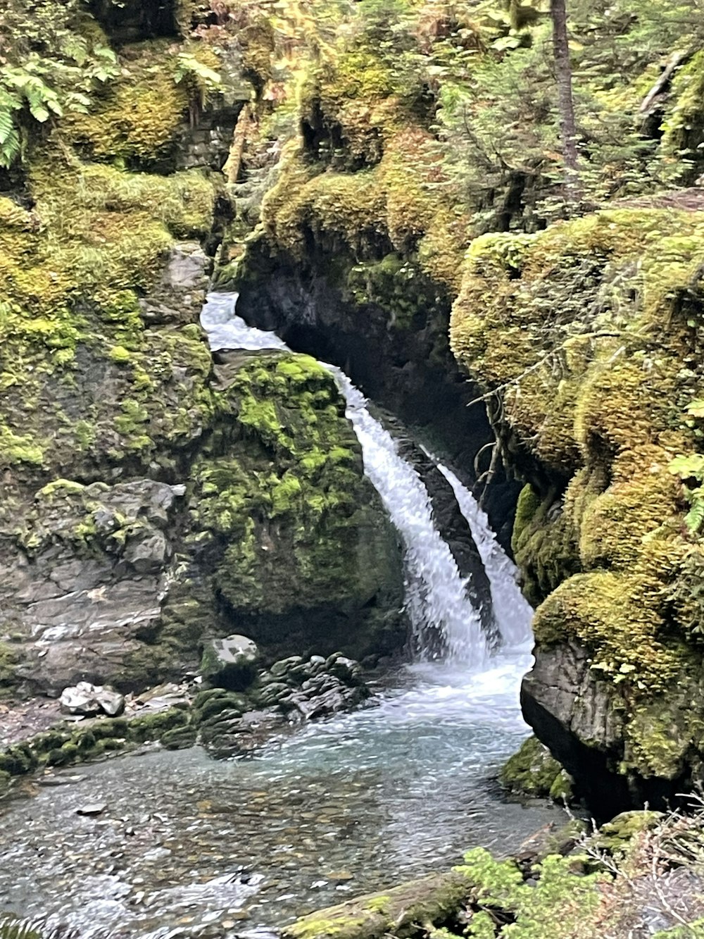 a stream running through a lush green forest