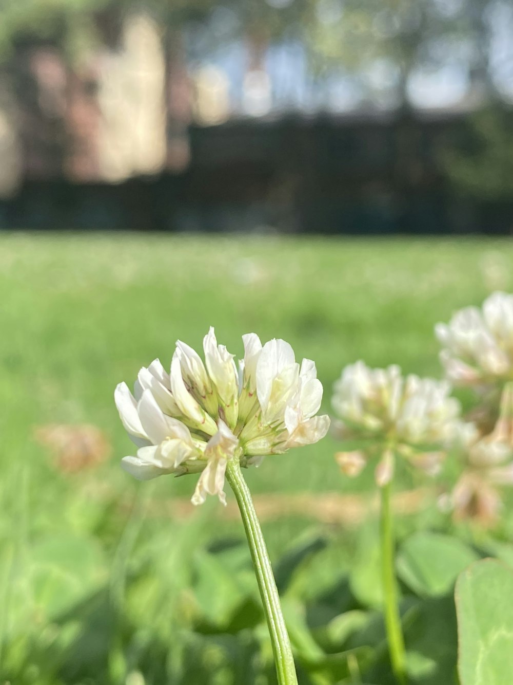 a close up of a white flower in a field