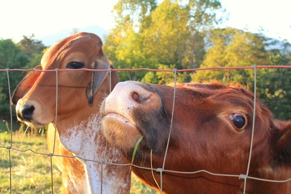 two cows are standing behind a wire fence