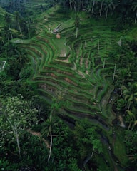 A scenic rice terrace with winding paths and tropical vegetation.