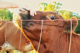 A brown cow is nuzzling against a person's hand through a wire fence. The cow has its head extended over the fence and appears to be enjoying the affection. In the background, there is lush greenery with trees and possibly a blue sky.