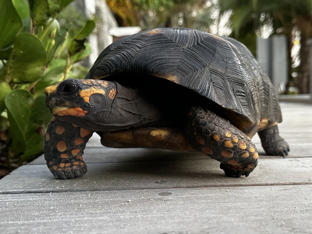 a tortoise is walking on a wooden walkway