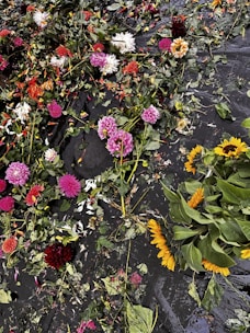 A chaotic arrangement of colorful flowers, including pink, red, yellow, and orange blooms, lies scattered on a dark, wet surface. Leaves and petals are spread unevenly, creating a sense of disorder and beauty within the natural elements.