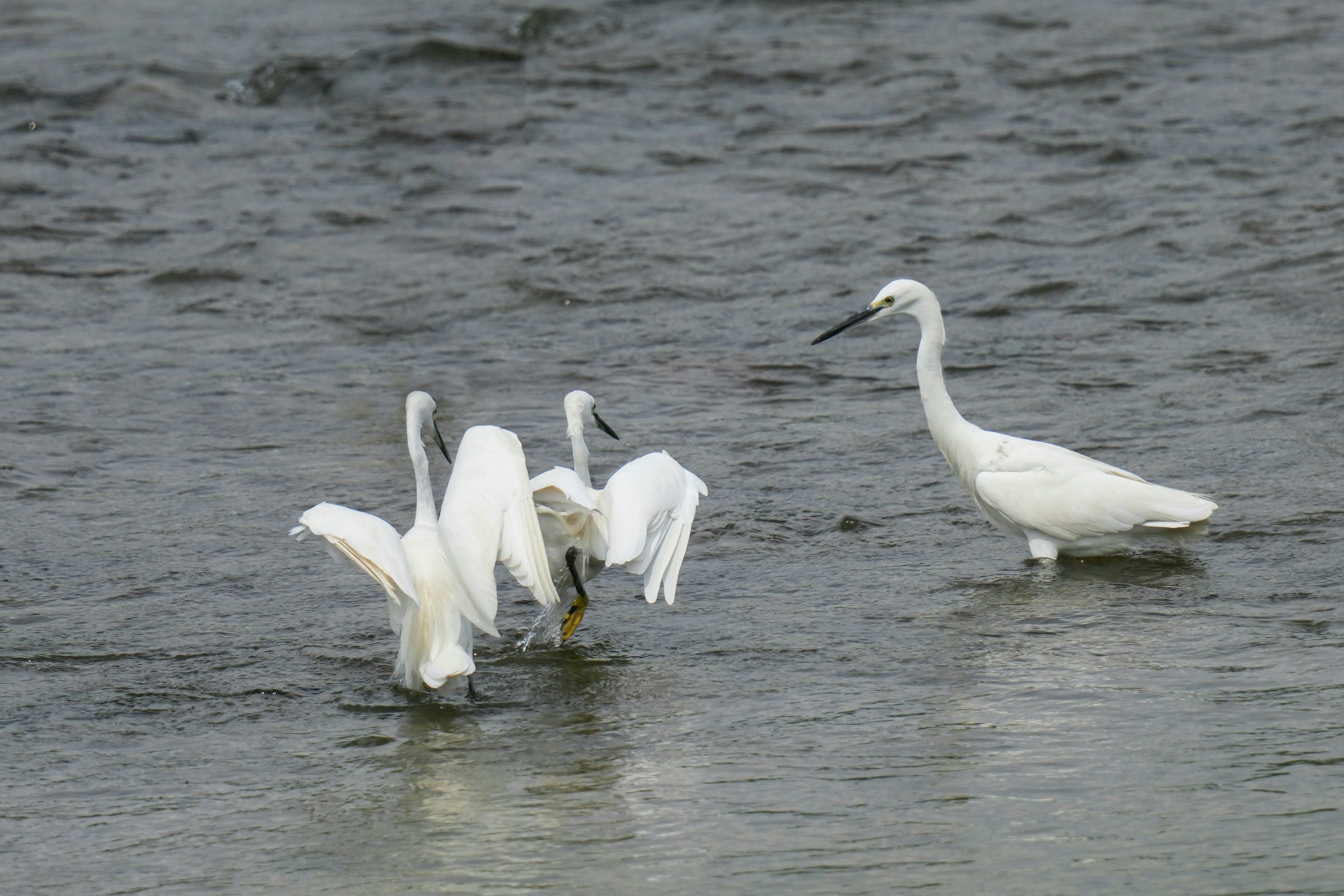 Photo by kim_dae_jeung