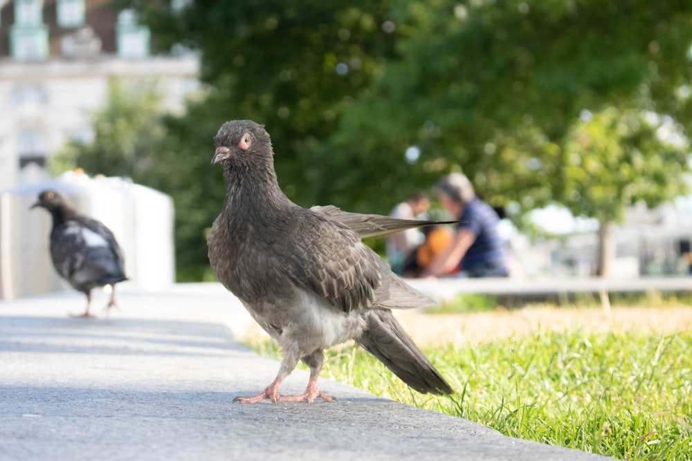 un uccello in piedi su un marciapiede accanto a un altro uccello
