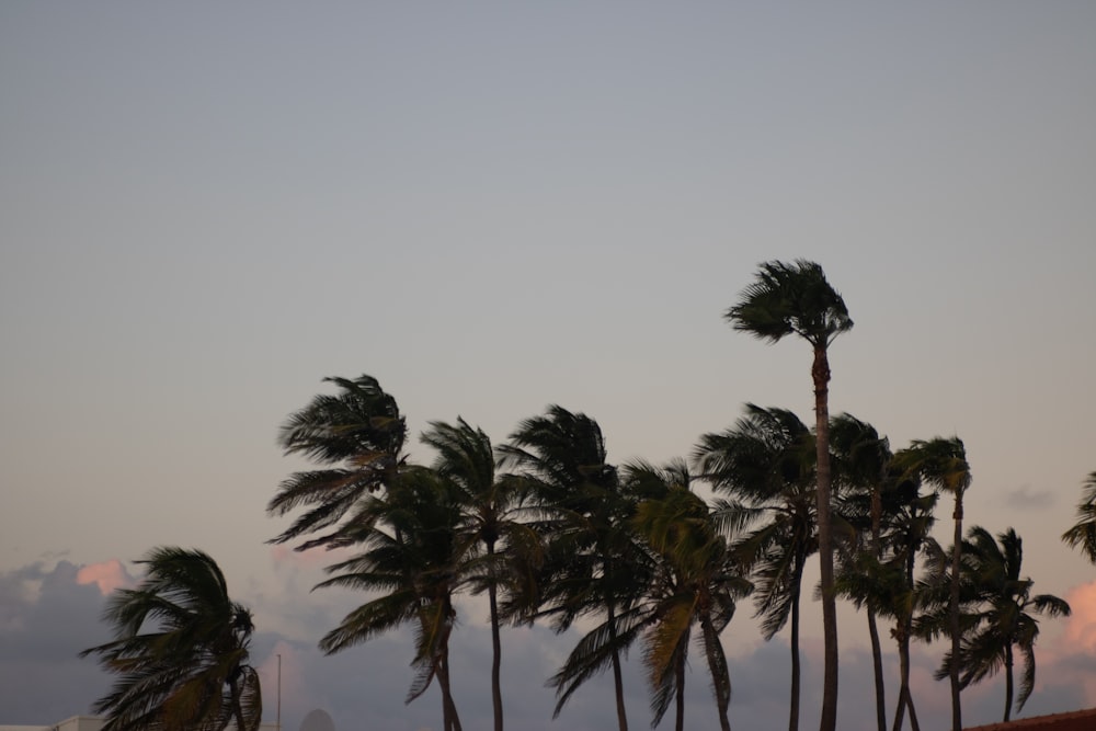 a group of palm trees blowing in the wind