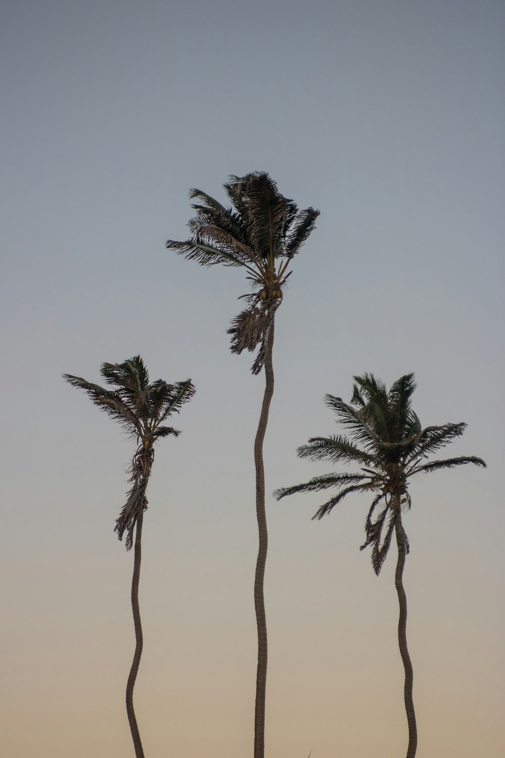 three palm trees blowing in the wind at sunset