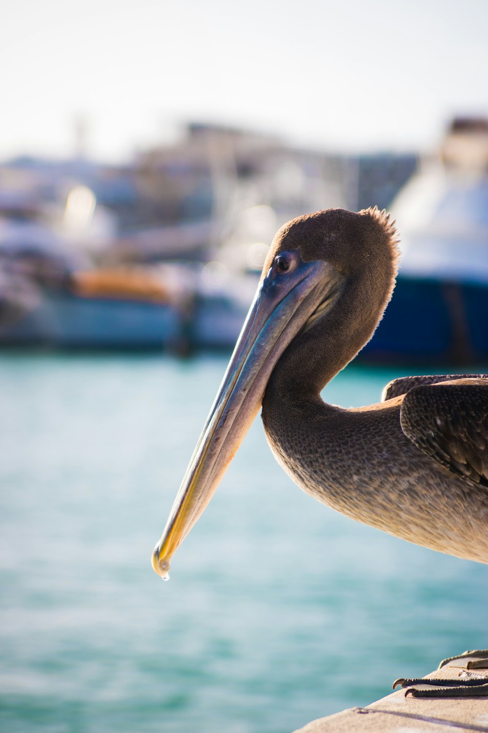 um pelicano sentado em uma saliência perto de um corpo de água