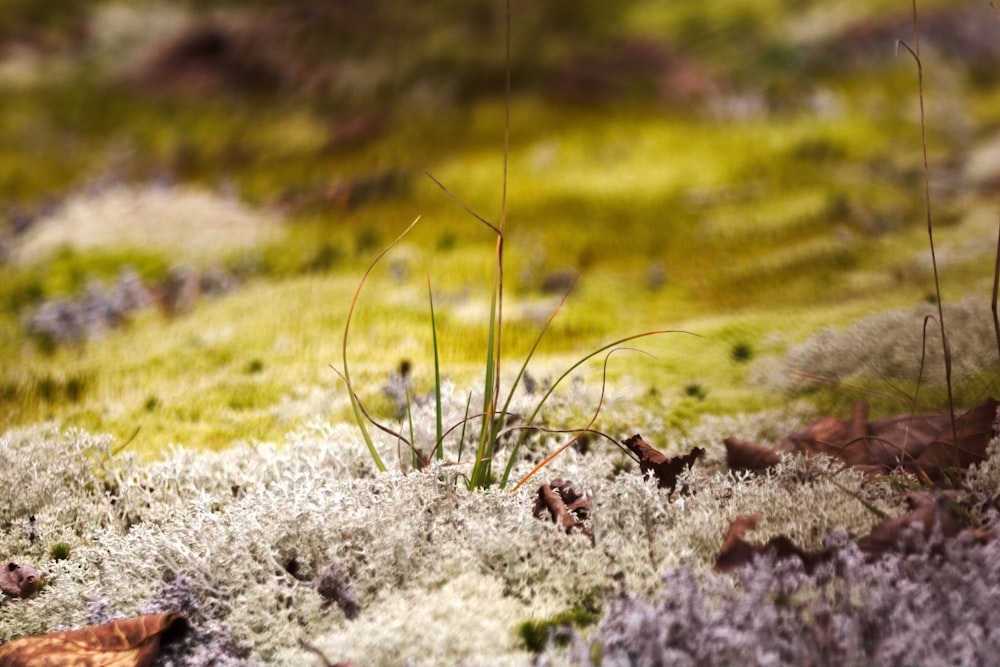 a close up of a patch of grass with small flowers