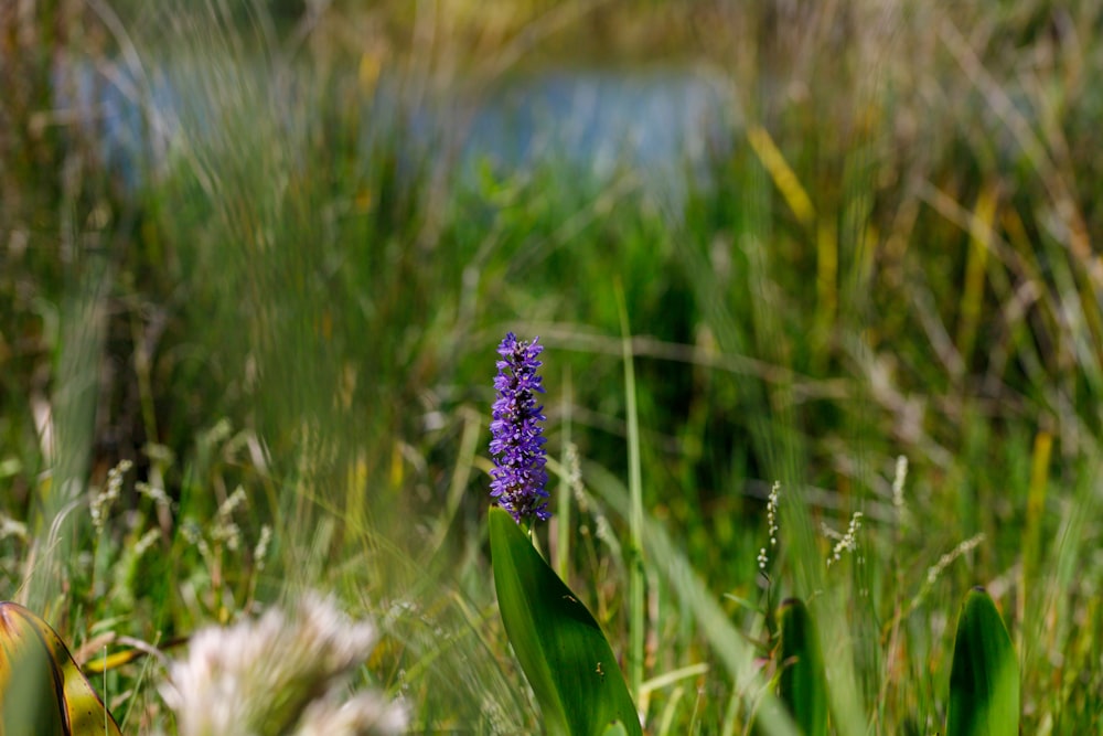 a small purple flower in a grassy field