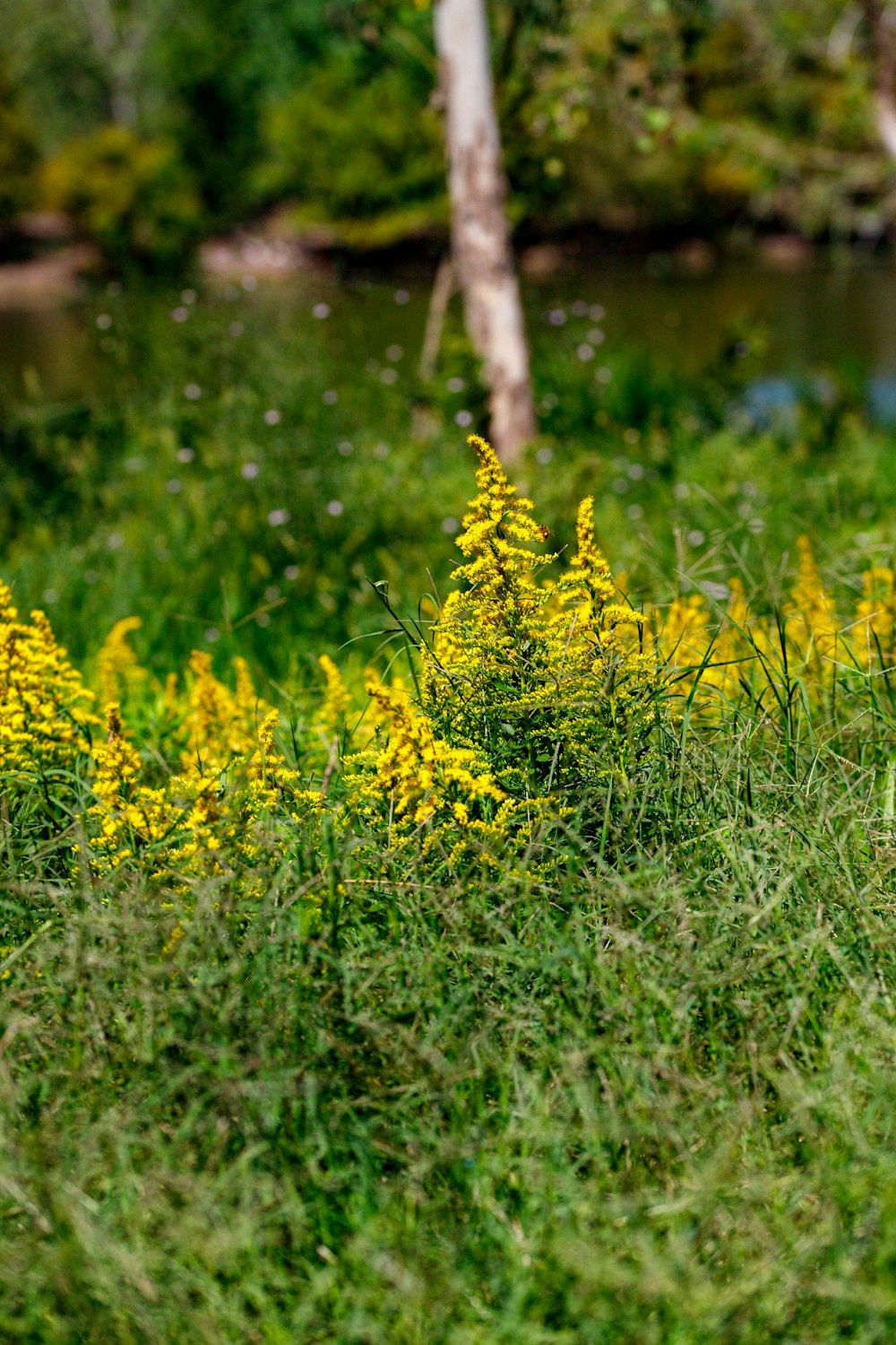 a field of yellow flowers next to a river