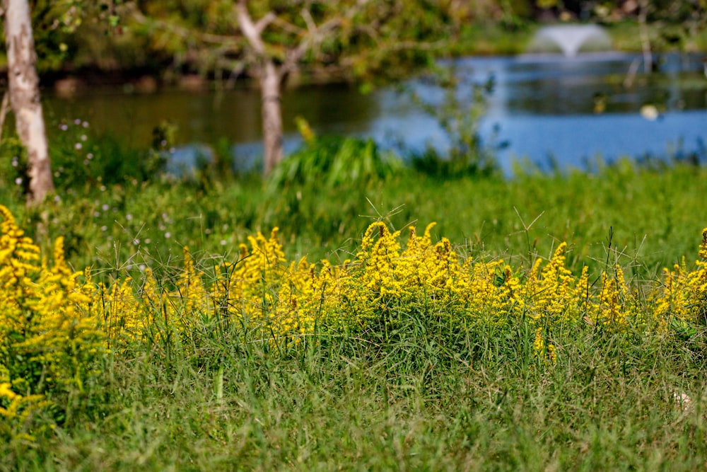 a field of yellow flowers next to a river