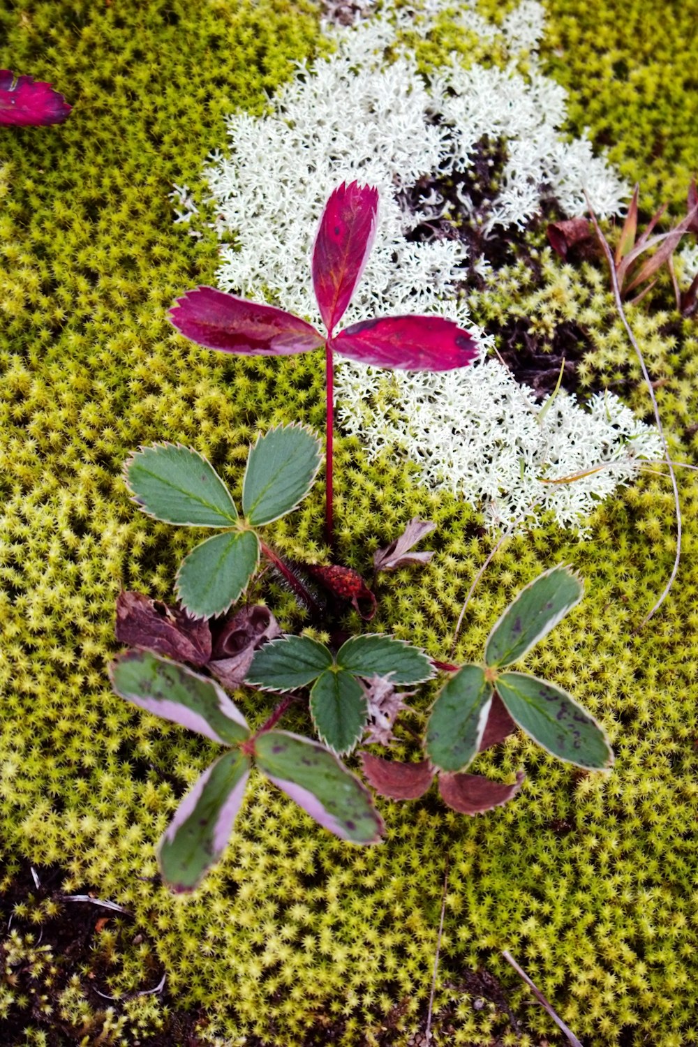 a close up of a plant on a mossy surface