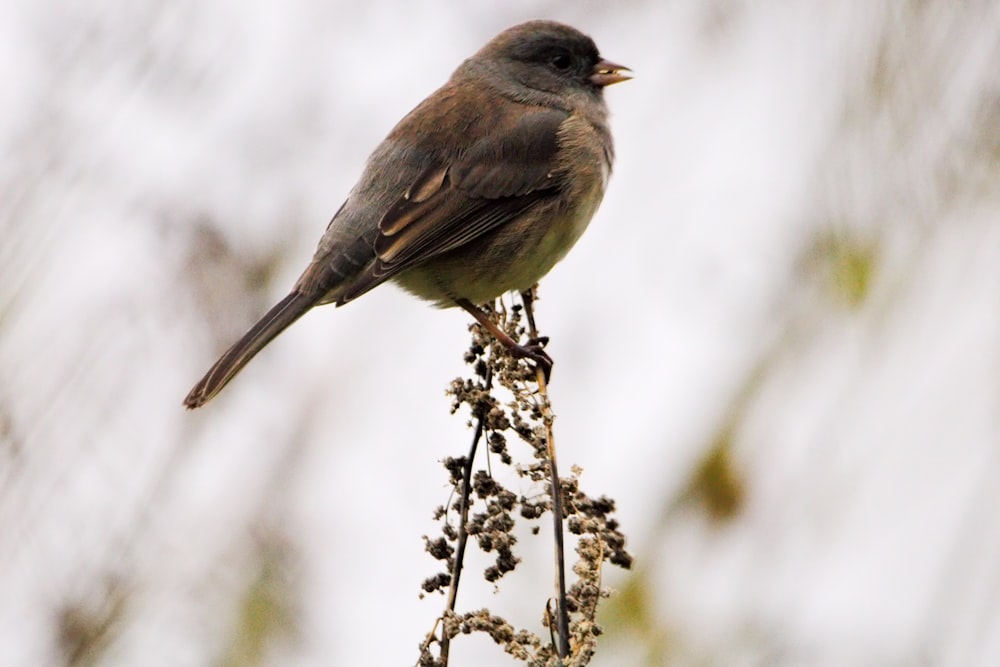 a small bird sitting on top of a tree branch