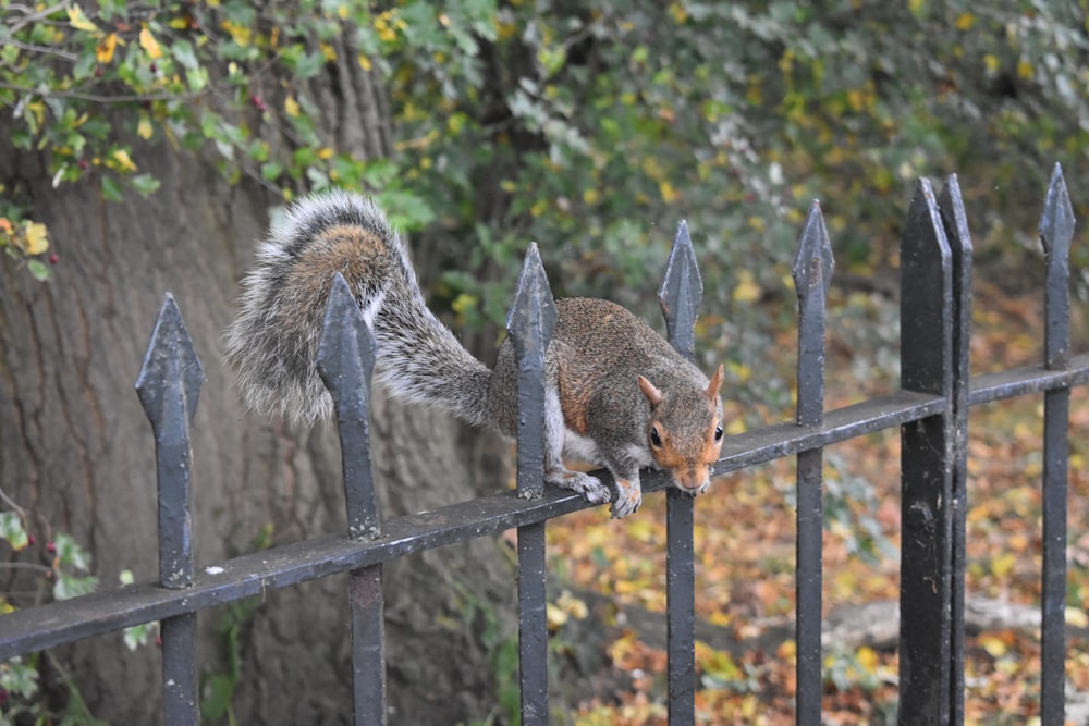 a squirrel is standing on a metal fence