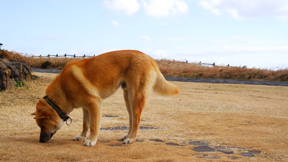 a large brown dog standing on top of a dry grass field