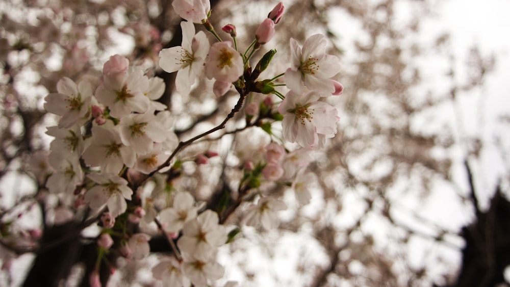 a close up of a tree with white flowers