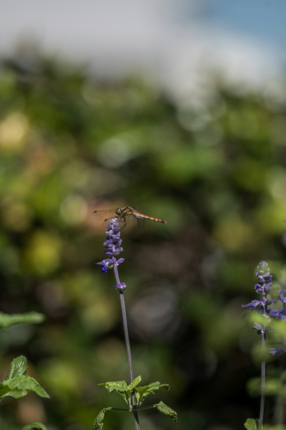 a small insect flying over a purple flower