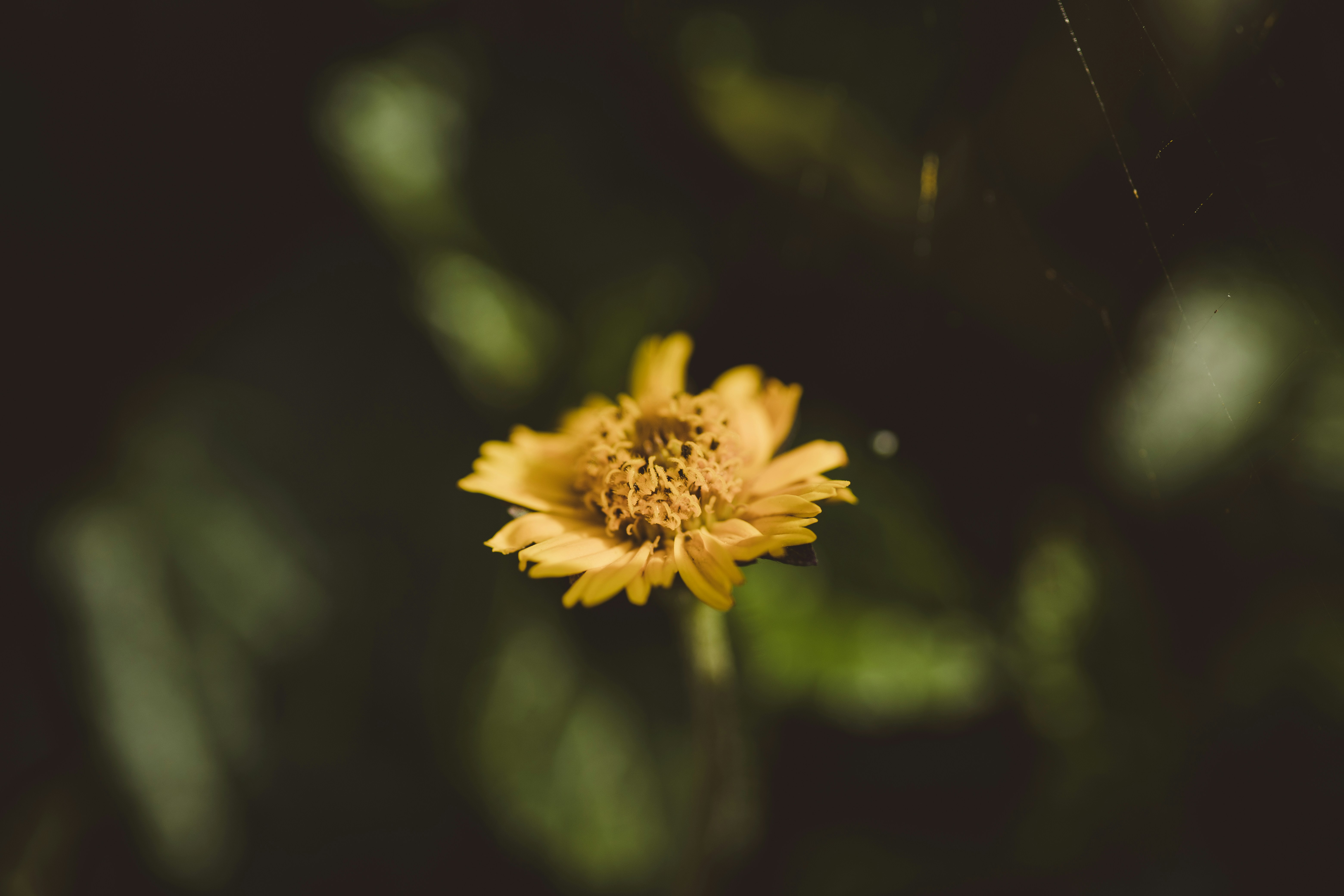 Photo by rrodriguesim