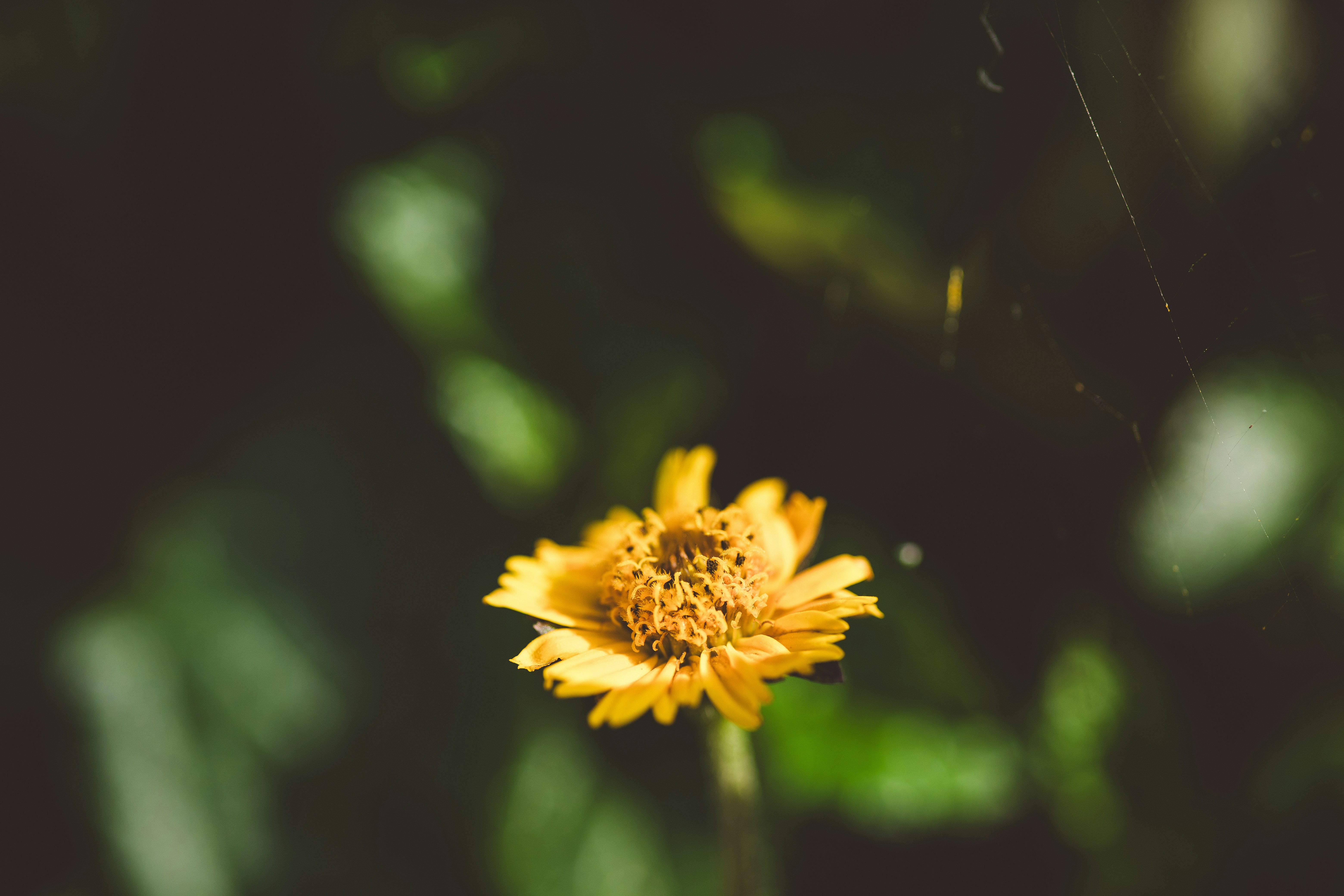 Photo by rrodriguesim