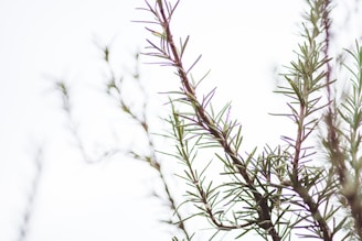 A close-up of rosemary sprigs on a wooden table.
