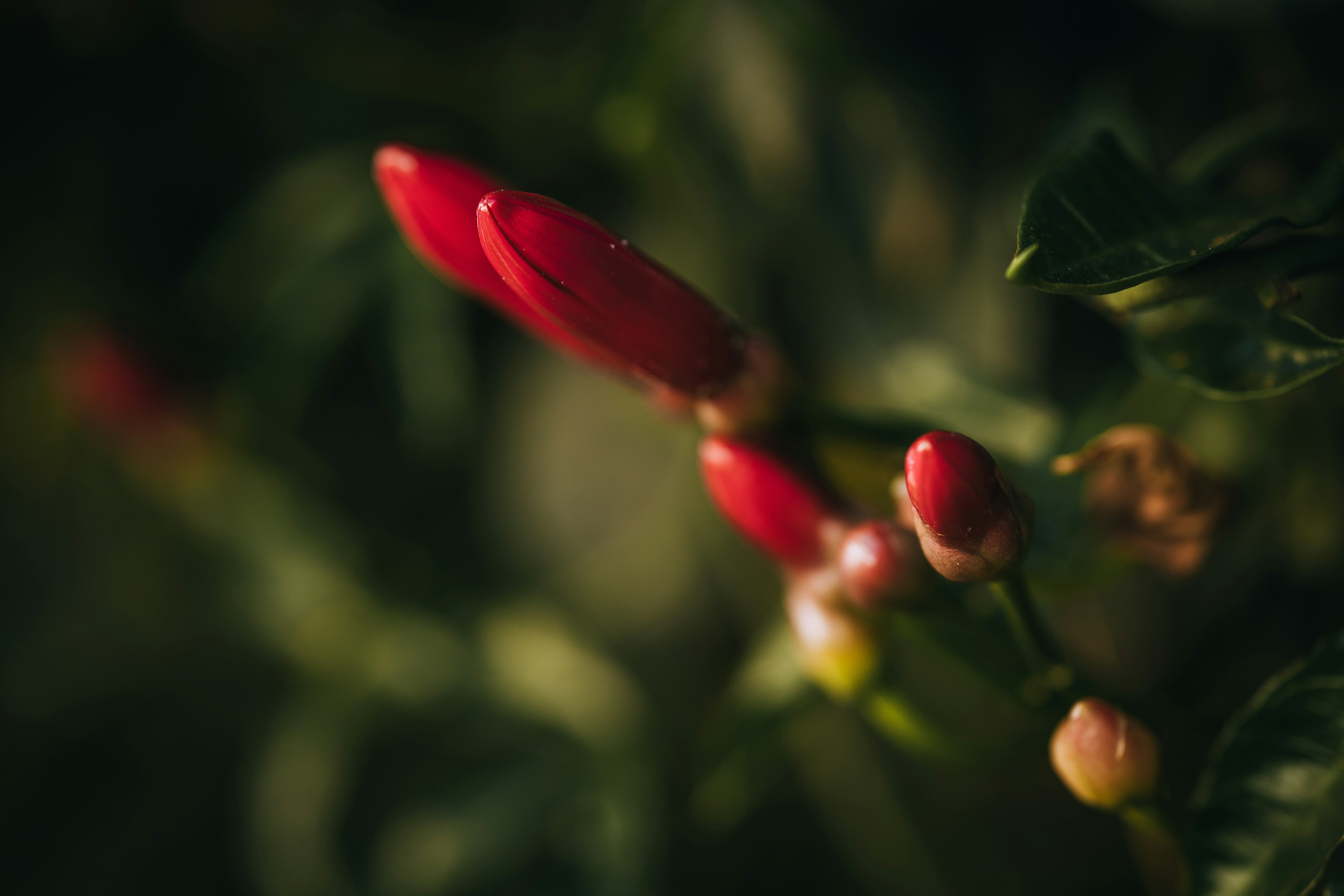 Photo by rrodriguesim