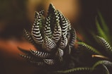 Close-up of a Haworthia succulent with distinctive white striped patterns on dark green leaves.