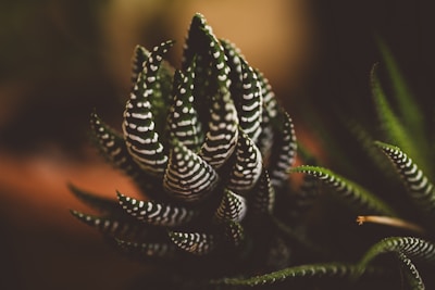 Close-up of a Haworthia succulent with distinctive white striped patterns on dark green leaves.